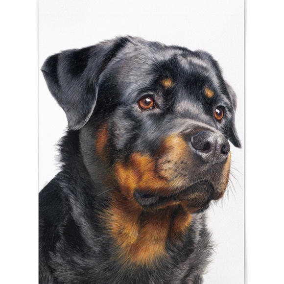Rottweiler Watercolor Pet Portrait - Dog Wall Art Poster Unframed - Picture 2 of 5